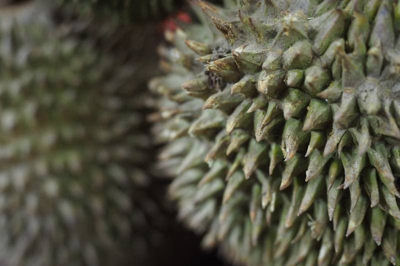 Close-up of a fresh premium durian